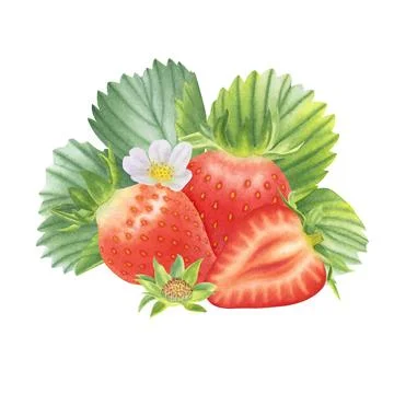 Composition of ripe strawberries on white background. Watercolor illustration. Stock Illustration