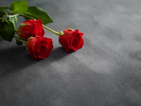 Composition of roses on a grey background Stock Photos