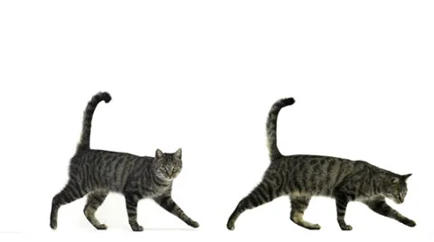 Composition of the same cat walking in single file Stock Footage 25596490