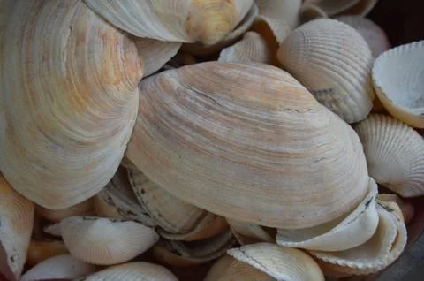 The composition of sea and ocean shells close-up 스톡 사진