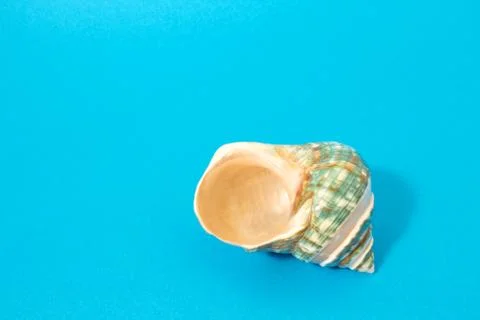 Composition with seashell. Stock Photos