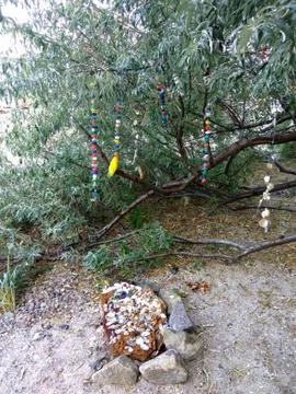 Composition of seashells and branches Foto stock