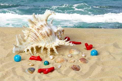 Composition of seashells and corals on a sandy beach against the background o Stock Photos