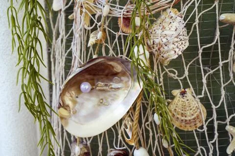 Composition of seashells featuring a white pearl in a central shell. Precious Stock Photos