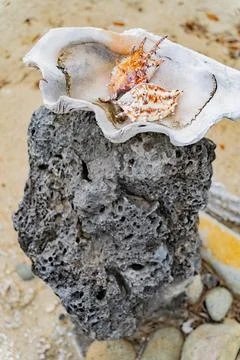 Composition of seashells. Photos