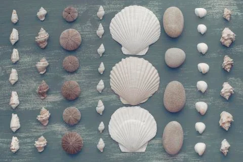 Composition of a set of shells stones pebbles star hedgehog wooden background Stock Photos