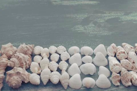 Composition of a set of shells stones pebbles star hedgehog wooden background Stock Photos