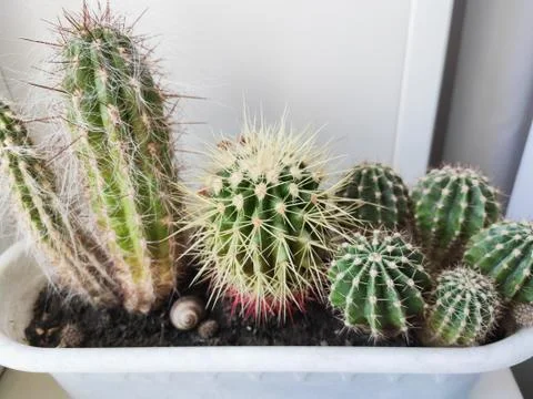 Composition of several cacti in a pot Stock Photos