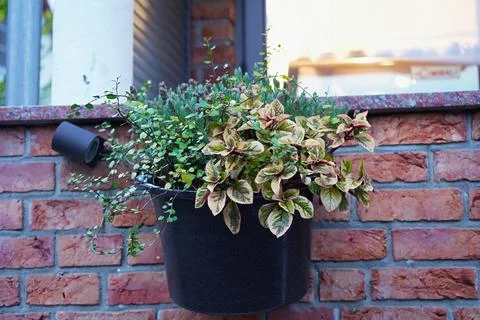A composition of several green plants in a pot Stock Photos
