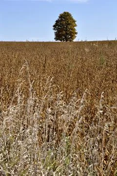 Composition of single maple trees on a hill. perfect as wallpaper Stock Photos