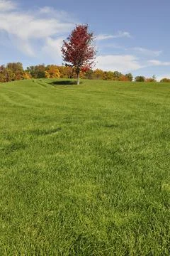 Composition of single red maple trees on a hill of green grass. Stock Photos
