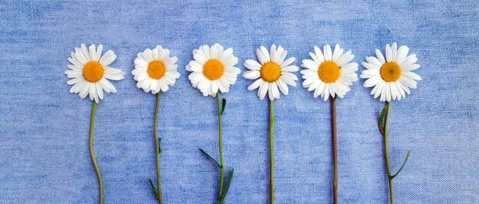 Composition with six chamomiles in row on blue fabric Stock Photos