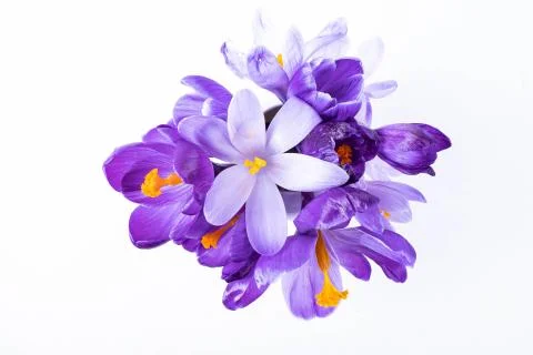 Composition, a small bouquet of crocus flowers Stock Photos
