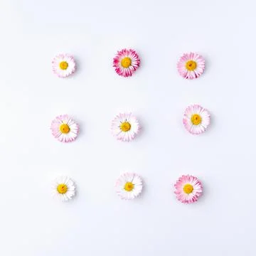 Composition of small buds of Bellis flower in flat lay style. Stock Photos