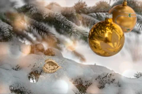 Composition with snow-covered Christmas tree decorated with golden balls and  Stock Photos