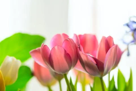 Composition of spring flowers. Close up view. Foto stock