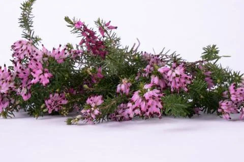 Composition of spring flowers lie on a table Stock Photos