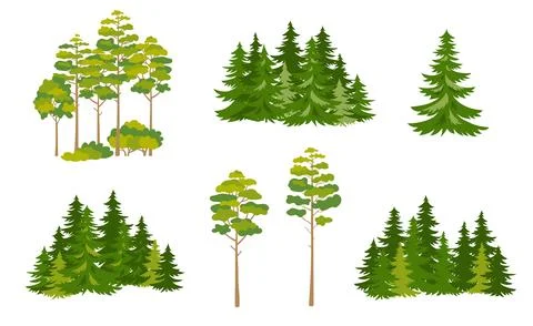 Composition of spruce forest with big green spruce trees Stock Illustration