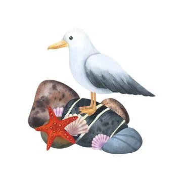 Composition of a stone shore with a seagull and shells. Painted in watercolor Stock Illustration