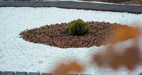 Composition of stones and bumps on the ground. Garden composition with plant in Stock Footage 82712994