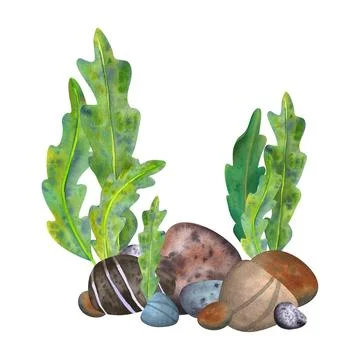 Composition with stones and green algae at the bottom. Painted in watercolo.. Stock Illustration