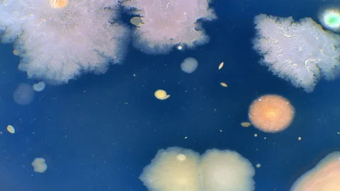 Composition, Structure and Diversity of Soil Bacteria In a Petri dish Stock Footage 236540939