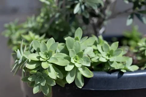 Composition of succulent plants in dark pot for decoration outdoors. Close-up 스톡 사진