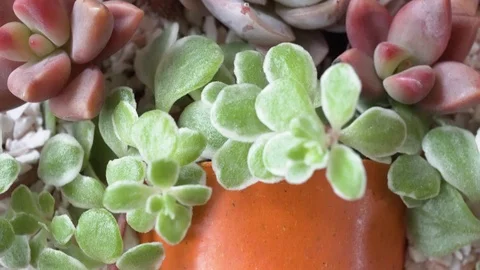 Composition of succulent plants with vase Stock Footage 103410578