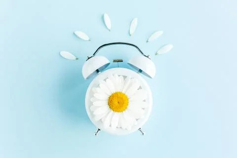 Composition-summer time from clock and chamomile flowers on blue background 스톡 사진