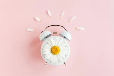 Composition-summer time from clock and chamomile flowers on pink background 스톡 사진