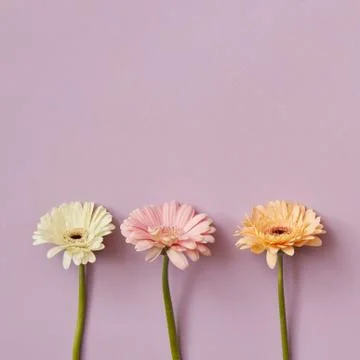 Composition from three gerberas on a pink paper background Stock-Fotos