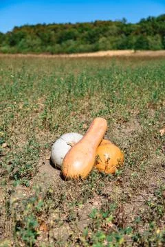 Composition of three pumpkins on field in autumn Stock Photos