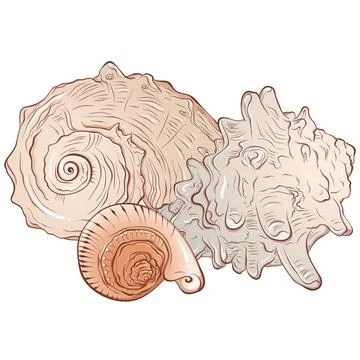 Composition of three sea shells Stock Illustration