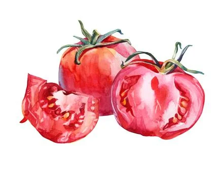 Composition tomato isolated on white background. Watercolor red hand-drawn Stock Illustration
