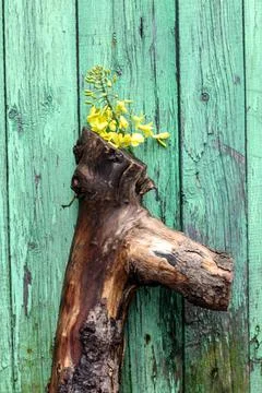 Composition of a tree thick branch standing on wooden green background Stock Photos