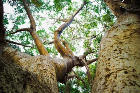 Composition - trees, bark, twigs and leaves Stock Photos