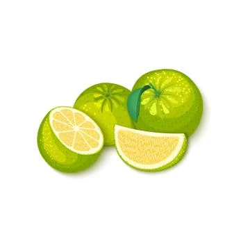 Composition of tropical grapefruit fruits. Vector card illustration. Stock Illustration