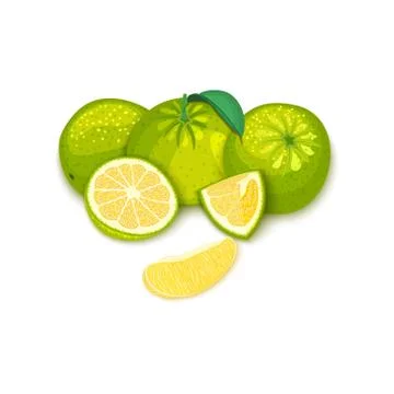 Composition of tropical grapefruit fruits. Vector card illustration. Stock Illustration