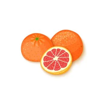 Composition of tropical grapefruit fruits. Vector card illustration. Stock Illustration