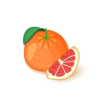 Composition of tropical grapefruit fruits. Vector card illustration. Stock Illustration
