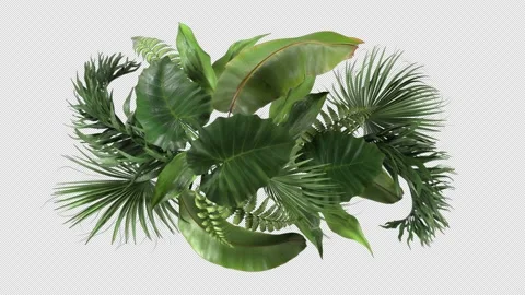 Composition of tropical plants moving in the wind in a loop animation with alpha Stock-Footage 156130419