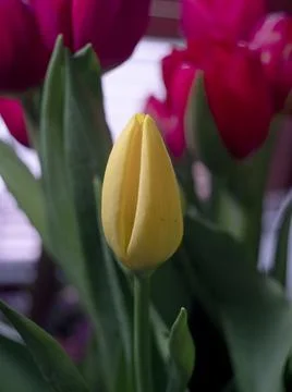 Composition of tulips Stock Photos