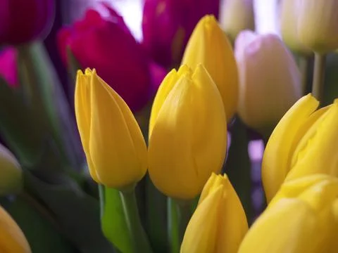 Composition of tulips Stock Photos