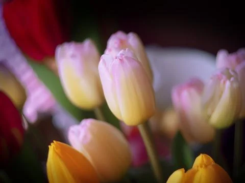 Composition of tulips Stock Photos