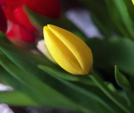 Composition of tulips Stock Photos