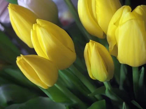 Composition of tulips Foto stock