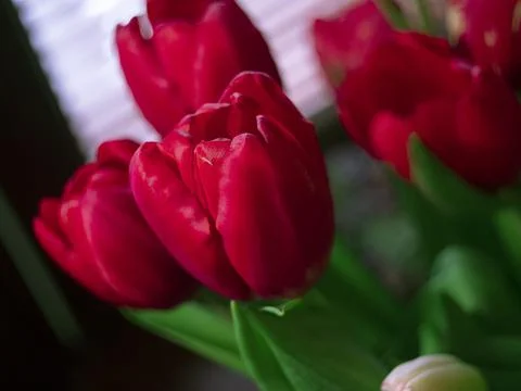Composition of tulips Stock Photos