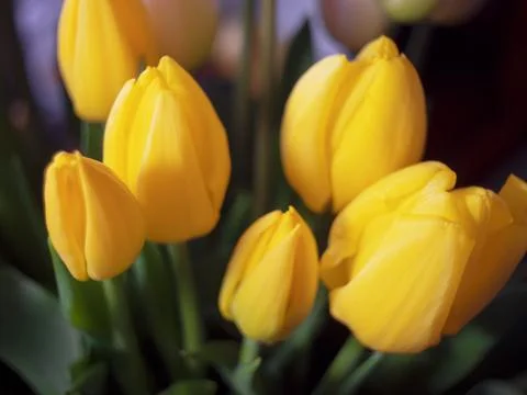 Composition of tulips Stock Photos