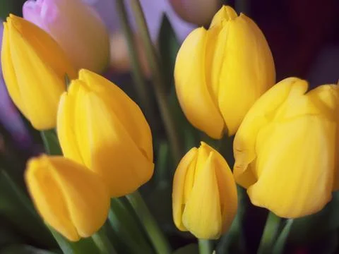 Composition of tulips Stock Photos