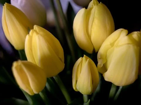Composition of tulips Stock Photos